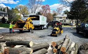 Trusted Stokesdale, NC Tree Care Services Experts