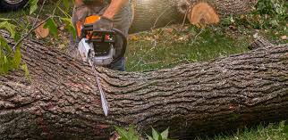 Best Tree Cabling and Bracing  in Stokesdale, NC