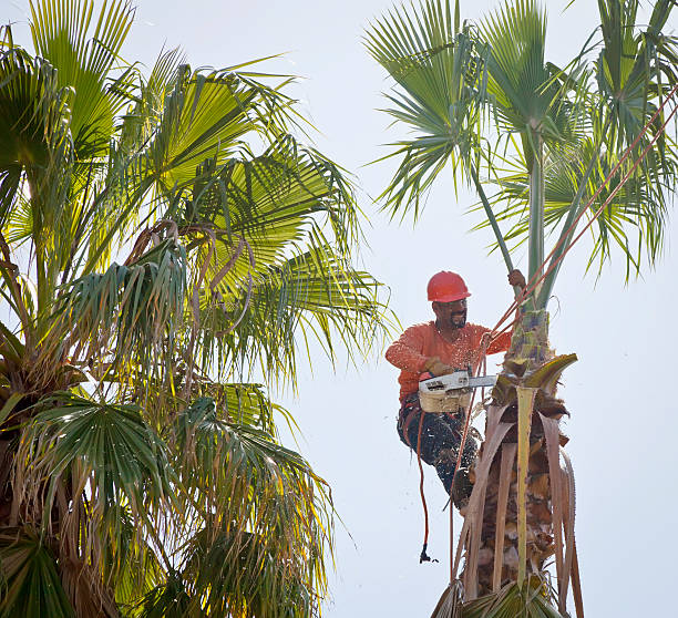 How Our Tree Care Process Works  in  Stokesdale, NC