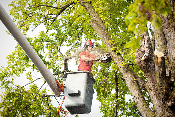 Best Commercial Tree Services  in Stokesdale, NC